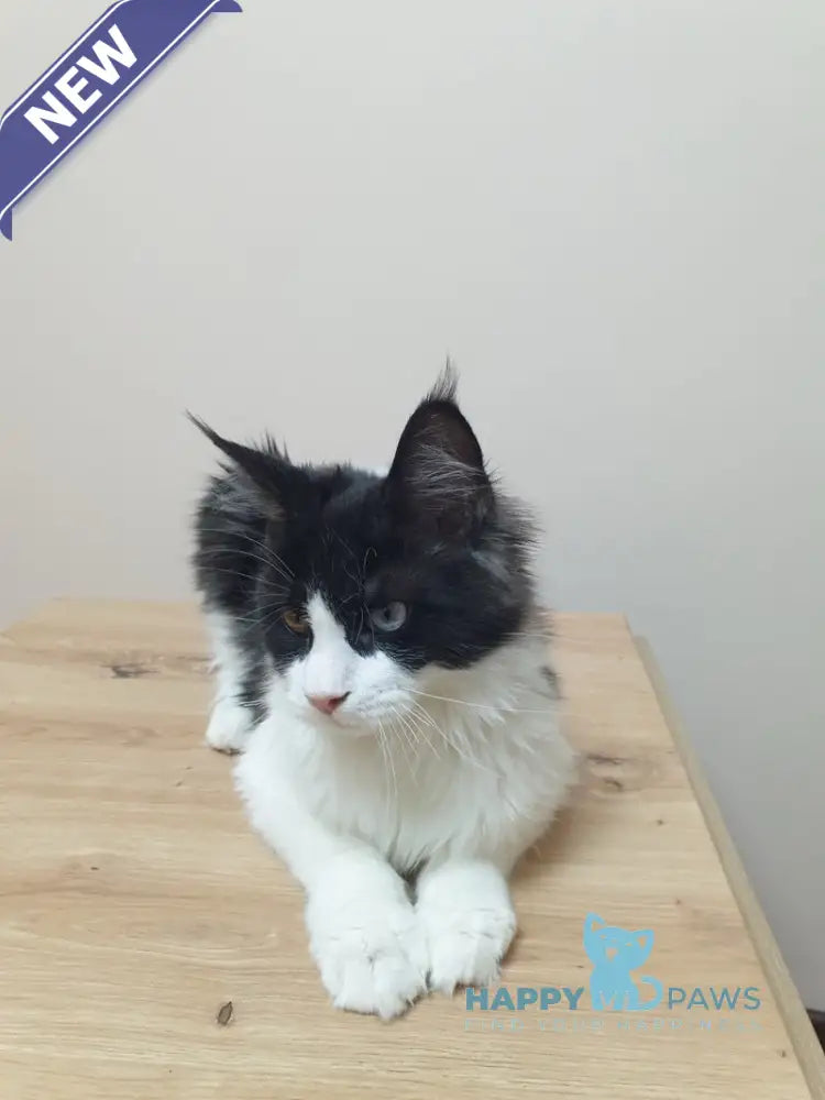 Maya Maine Coon female black bicolour live animals