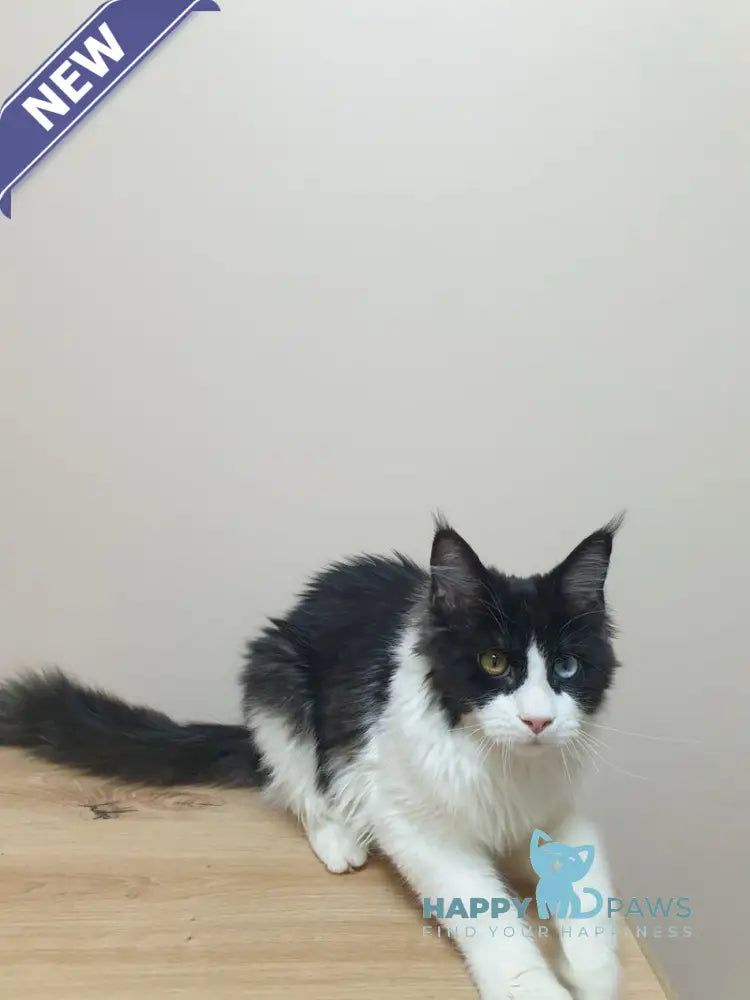 Maya Maine Coon female black bicolour live animals