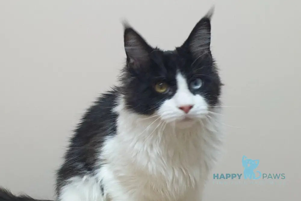 Maya Maine Coon female black bicolour live animals