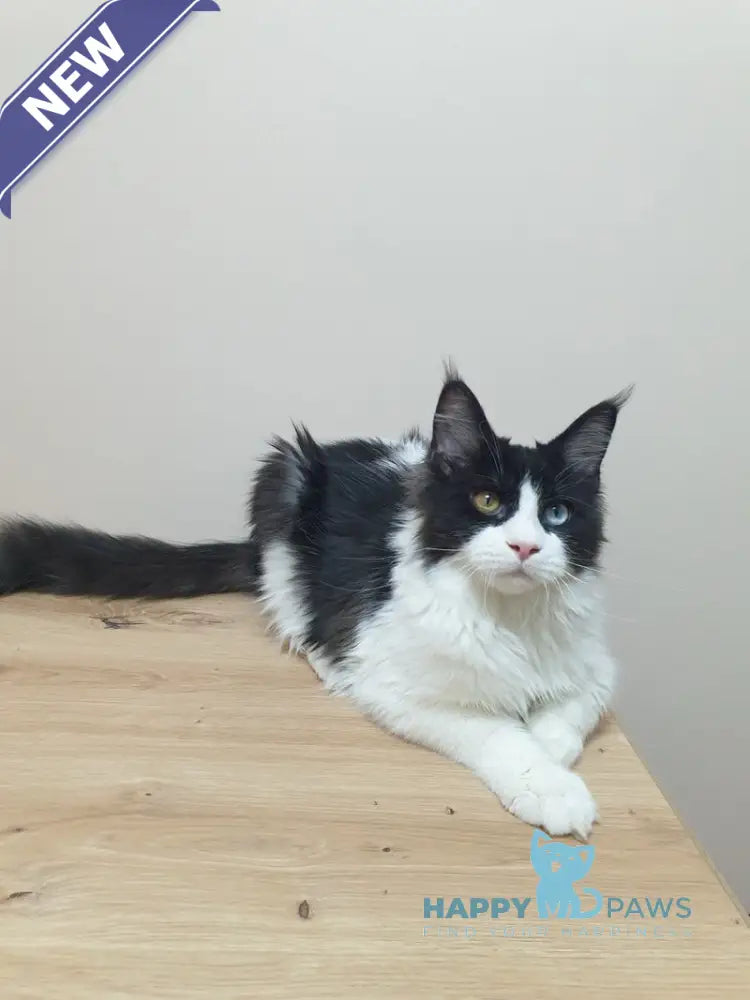 Maya Maine Coon female black bicolour live animals