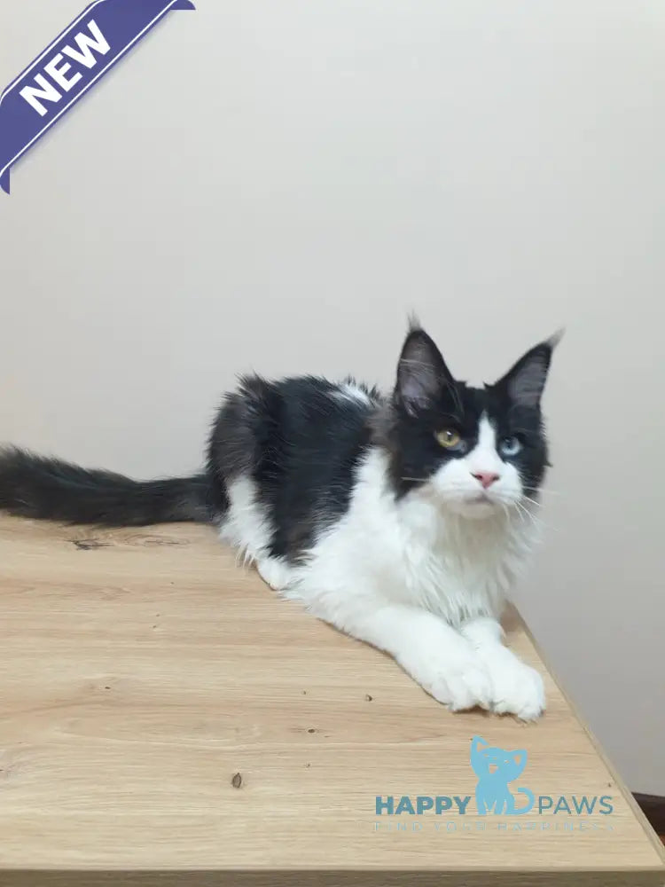 Maya Maine Coon female black bicolour live animals