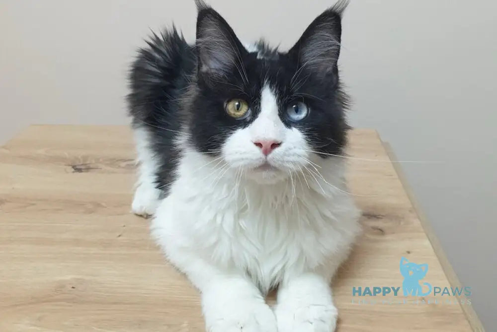 Maya Maine Coon female black bicolour live animals