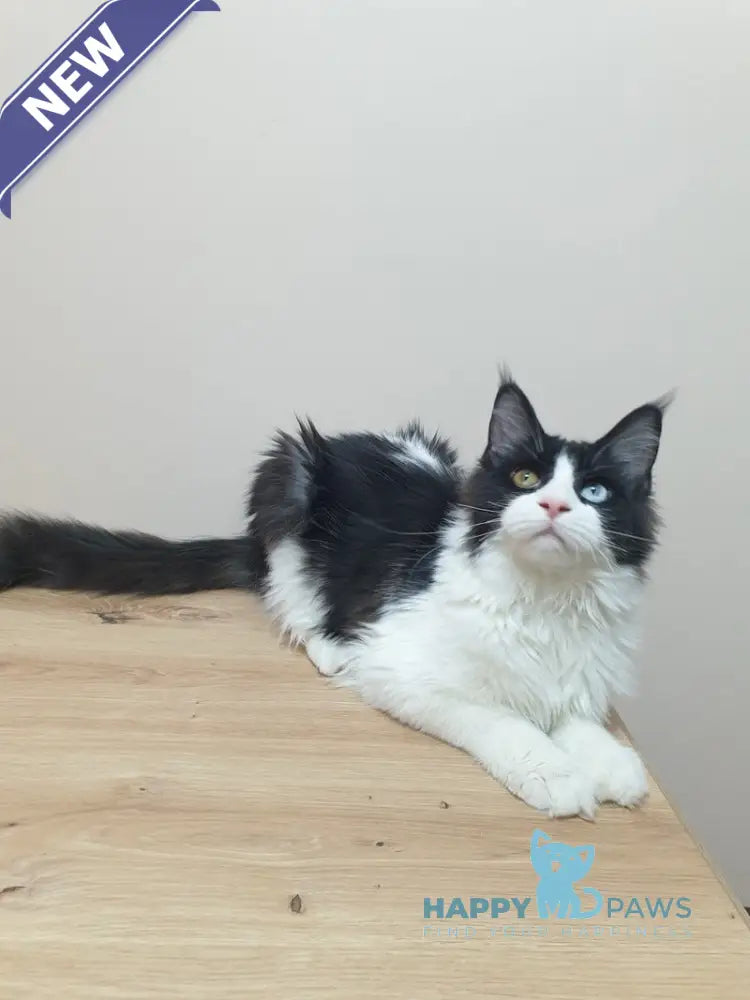 Maya Maine Coon female black bicolour live animals