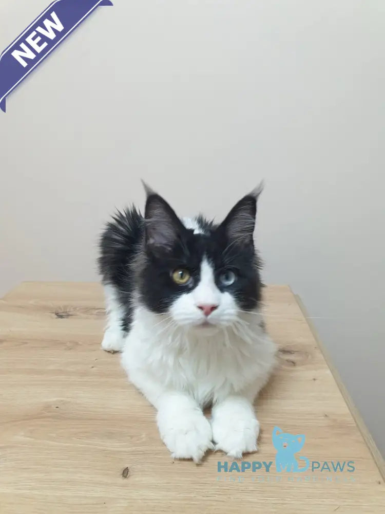 Maya Maine Coon female black bicolour live animals