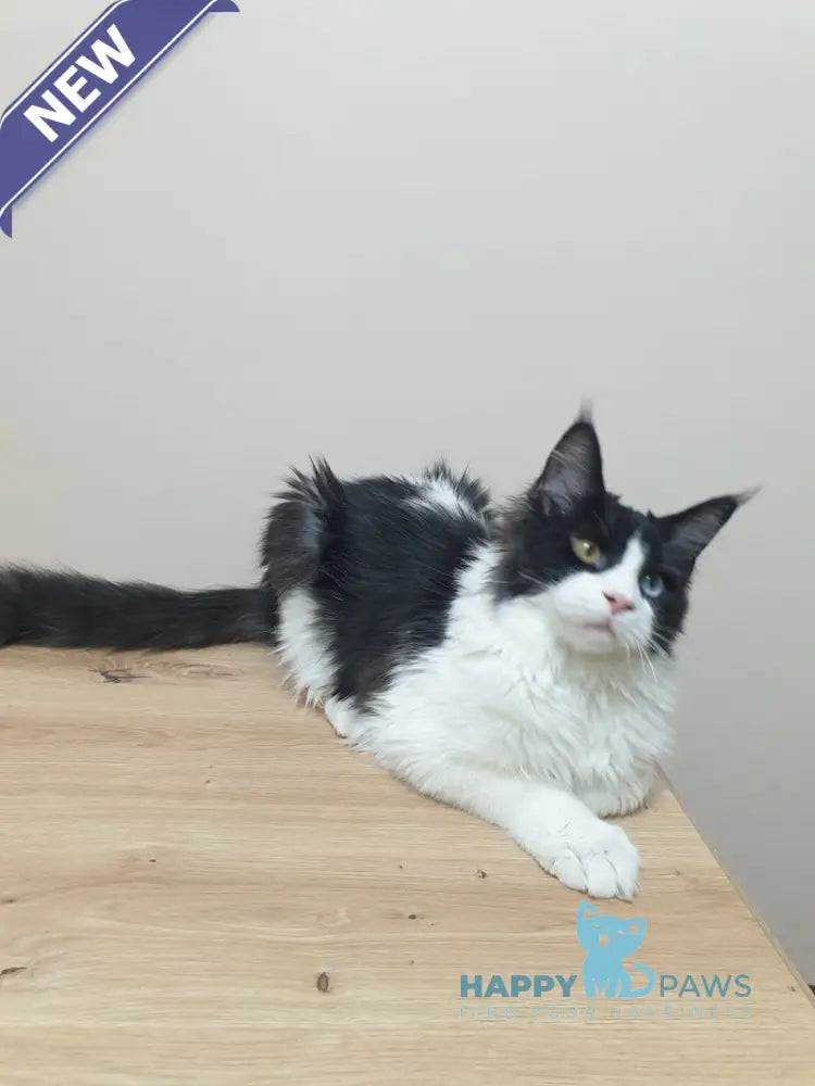 Maya Maine Coon female black bicolour live animals