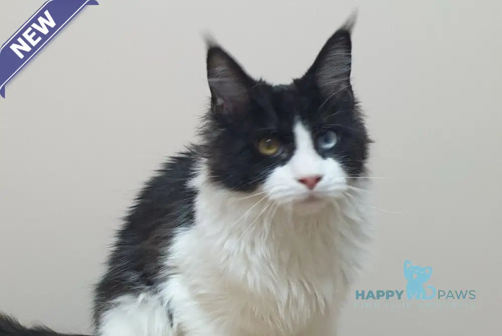 Maya Maine Coon female black bicolour live animals