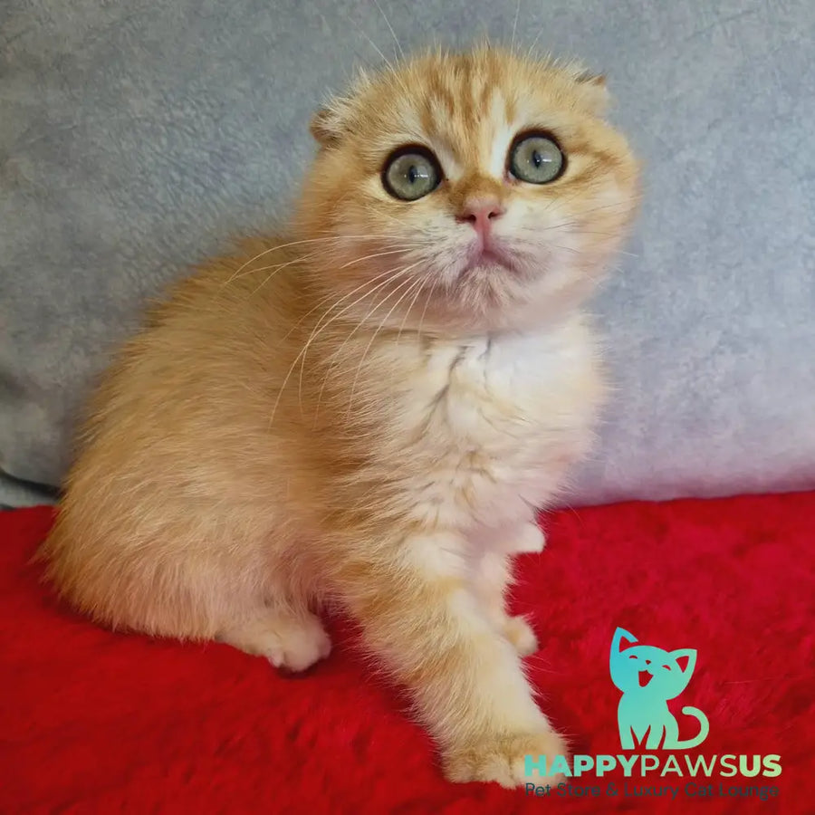 Maya Scottish Fold female black golden chinchilla - live animals