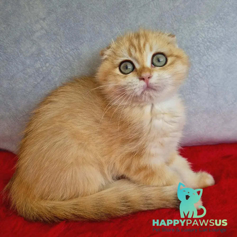 Maya Scottish Fold female black golden chinchilla - live animals