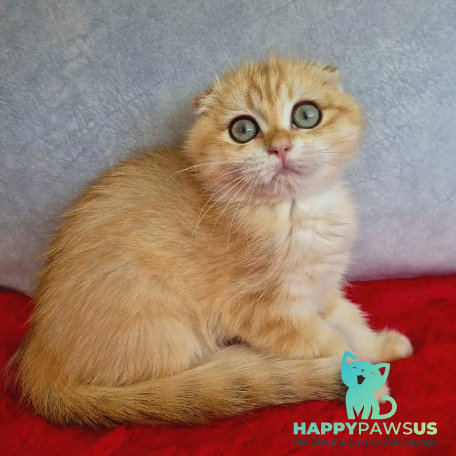 Maya Scottish Fold female black golden chinchilla - live animals