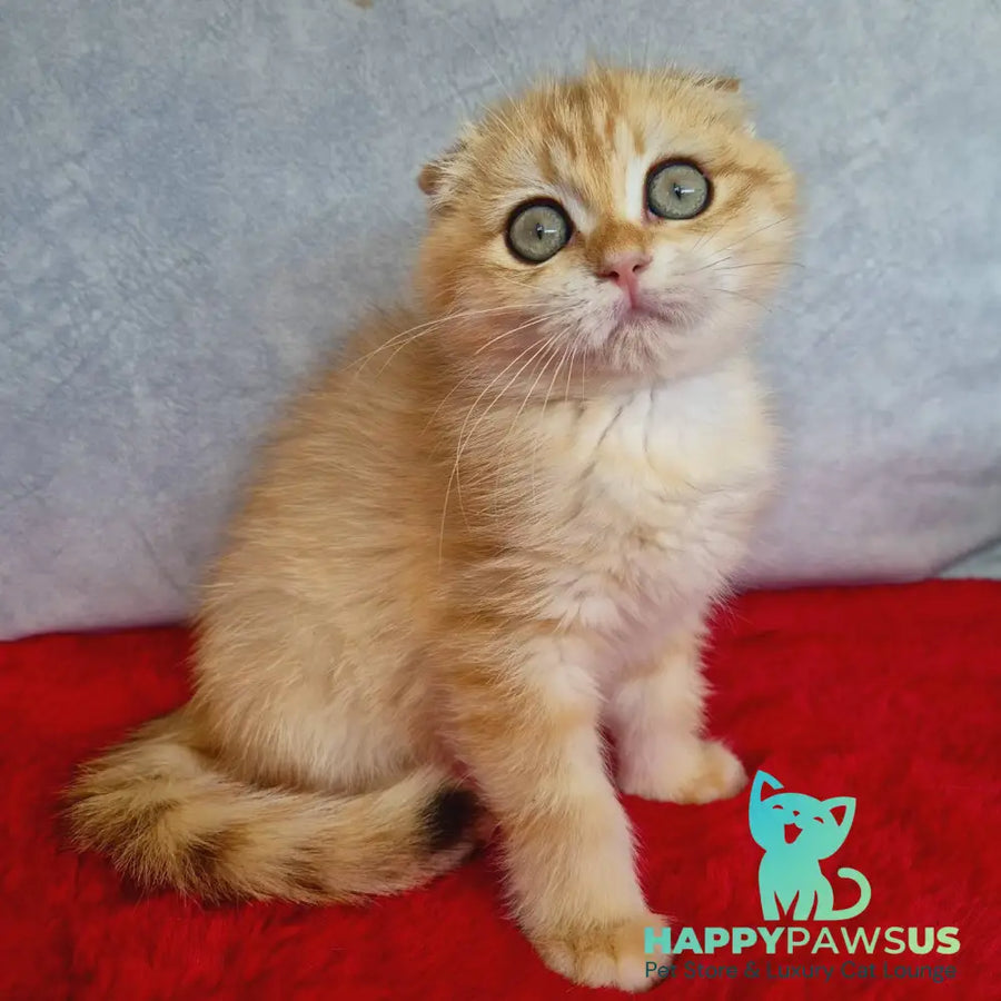Maya Scottish Fold female black golden chinchilla - live animals