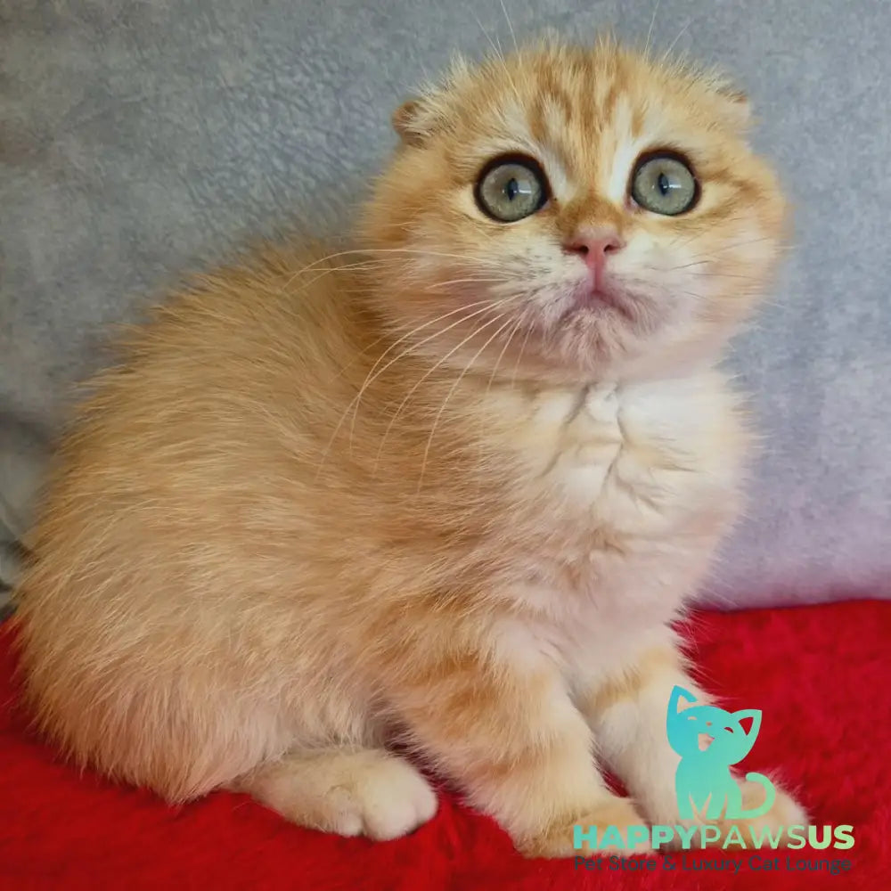 Maya Scottish Fold female black golden chinchilla - live animals
