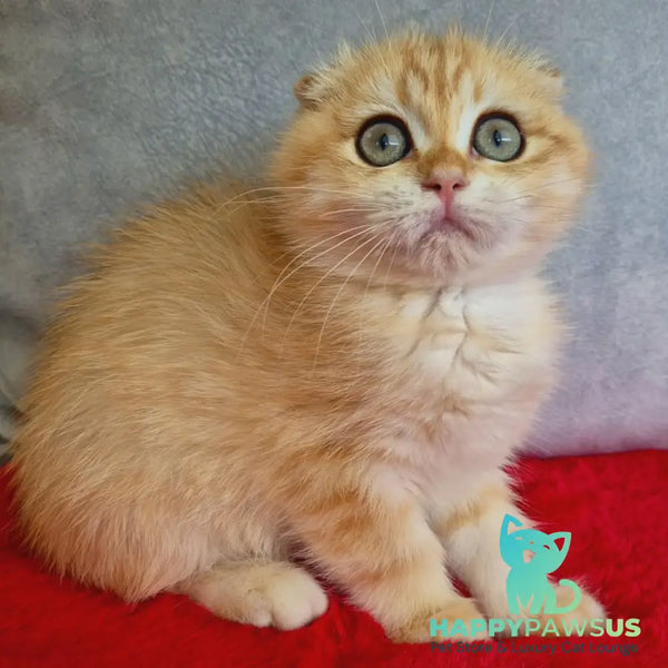Maya Scottish Fold female black golden chinchilla - live animals