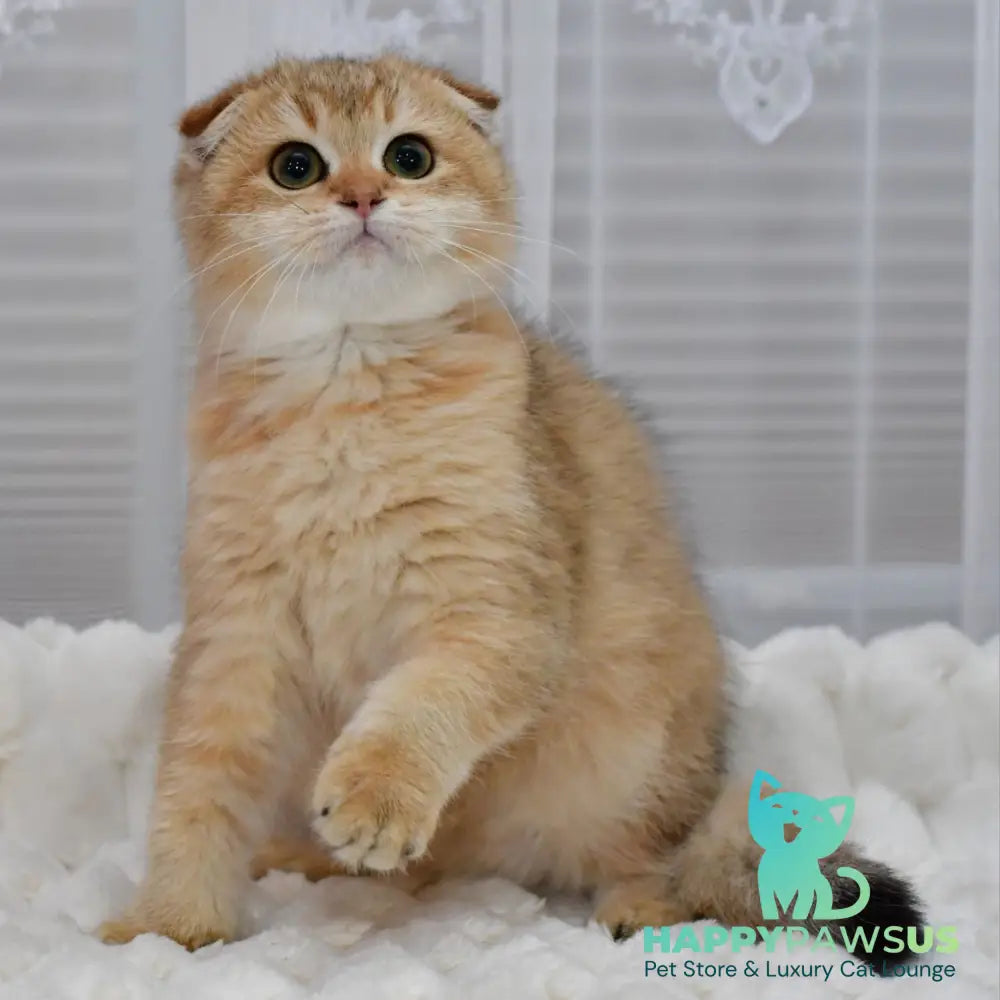 Maya Scottish Fold female black golden shaded - live animals