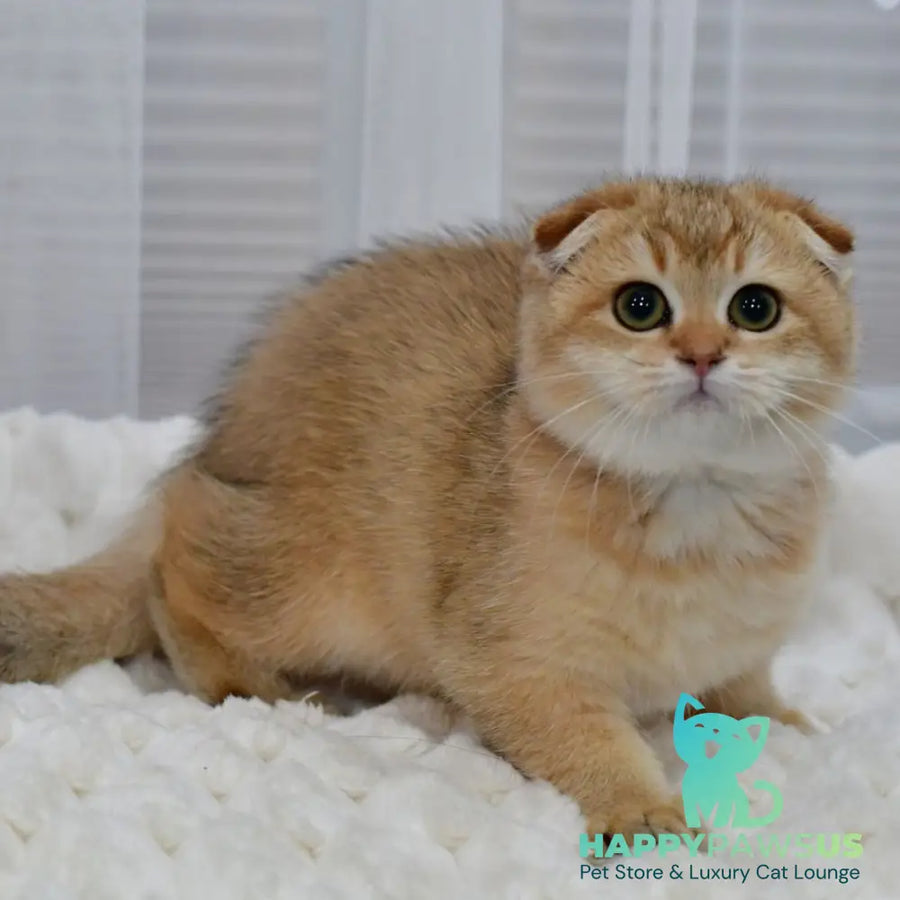 Maya Scottish Fold female black golden shaded - live animals