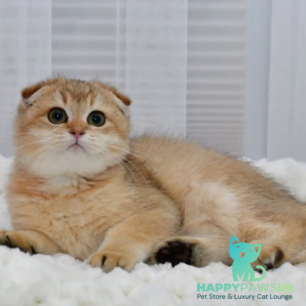 Maya Scottish Fold female black golden shaded - live animals