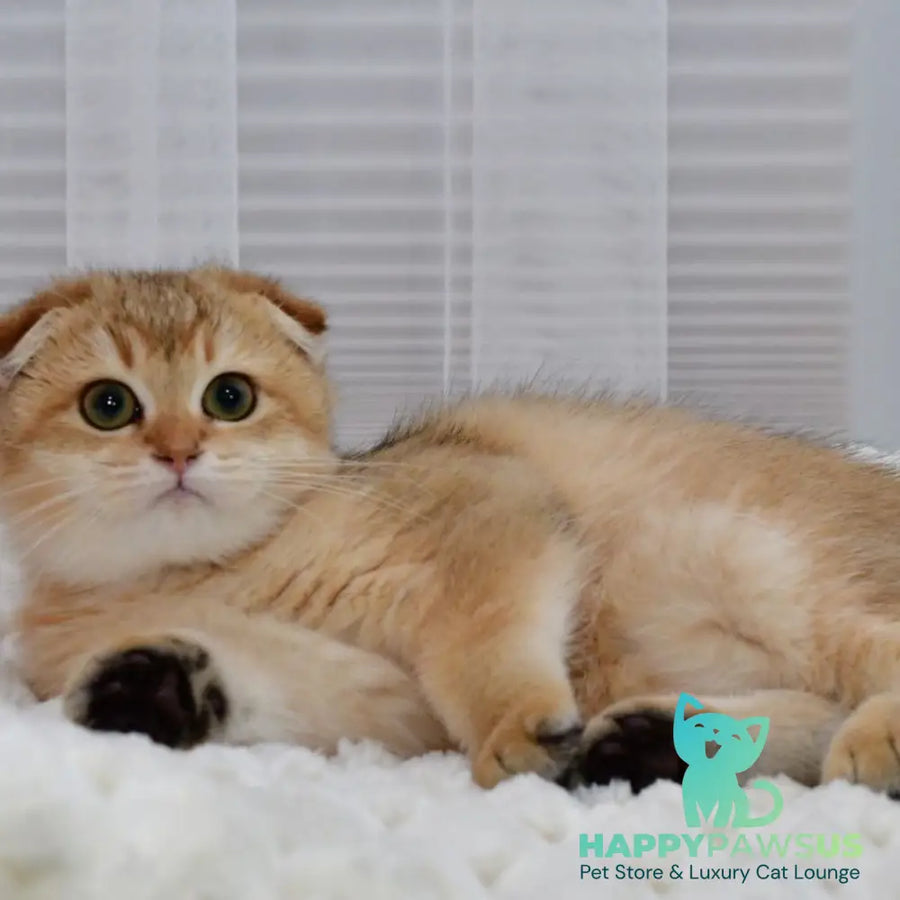 Maya Scottish Fold female black golden shaded - live animals