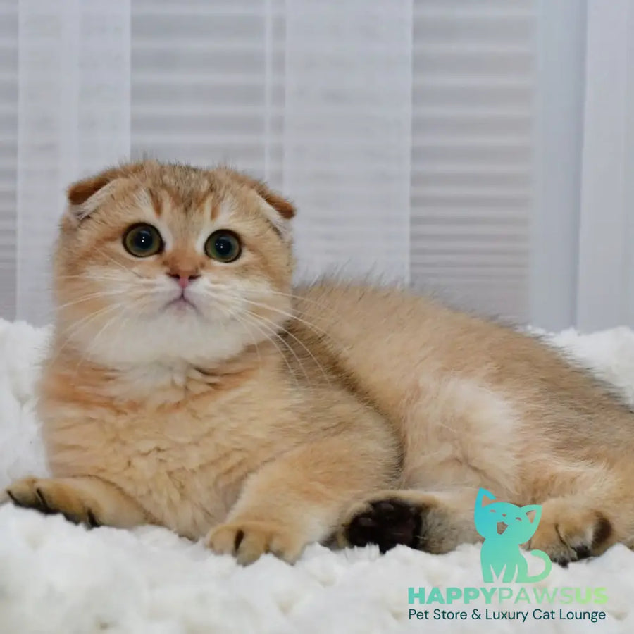 Maya Scottish Fold female black golden shaded - live animals