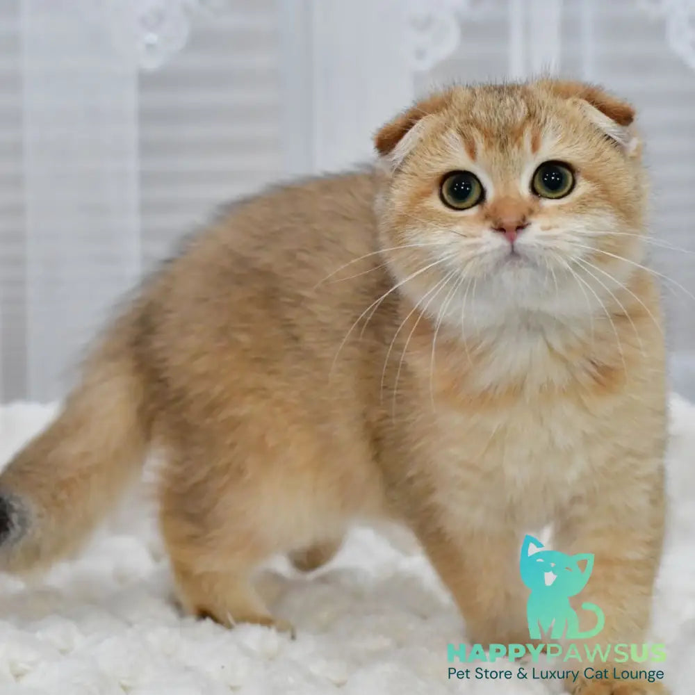 Maya Scottish Fold female black golden shaded - live animals