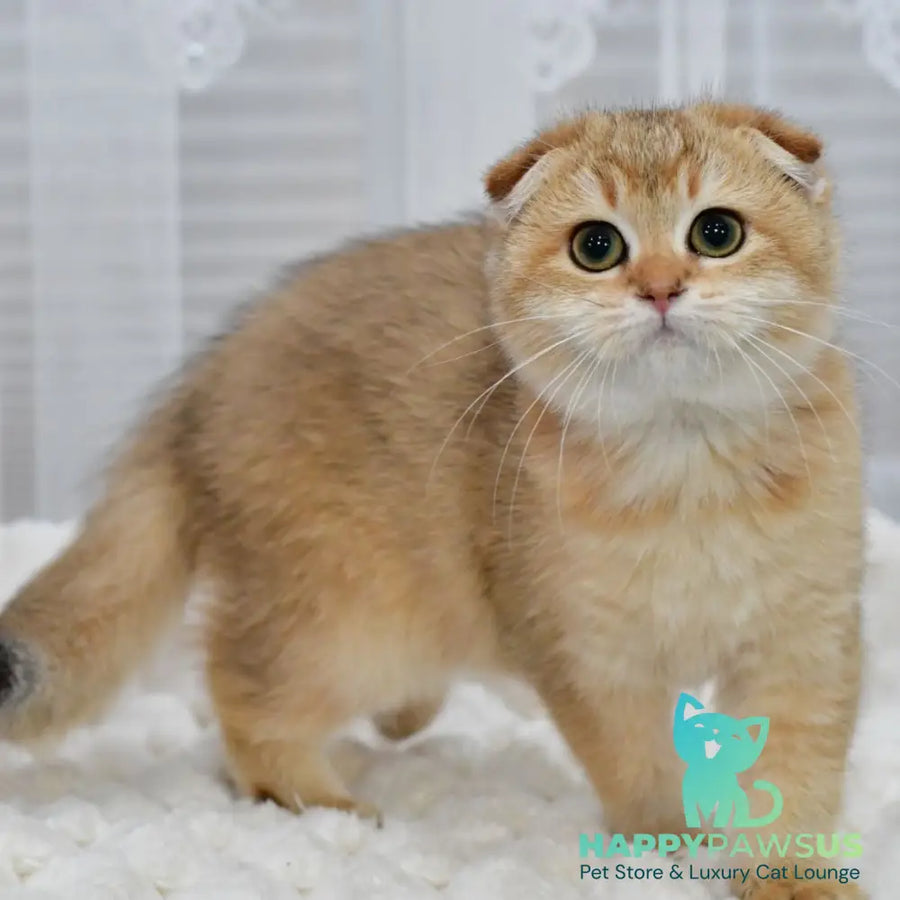 Maya Scottish Fold female black golden shaded - live animals