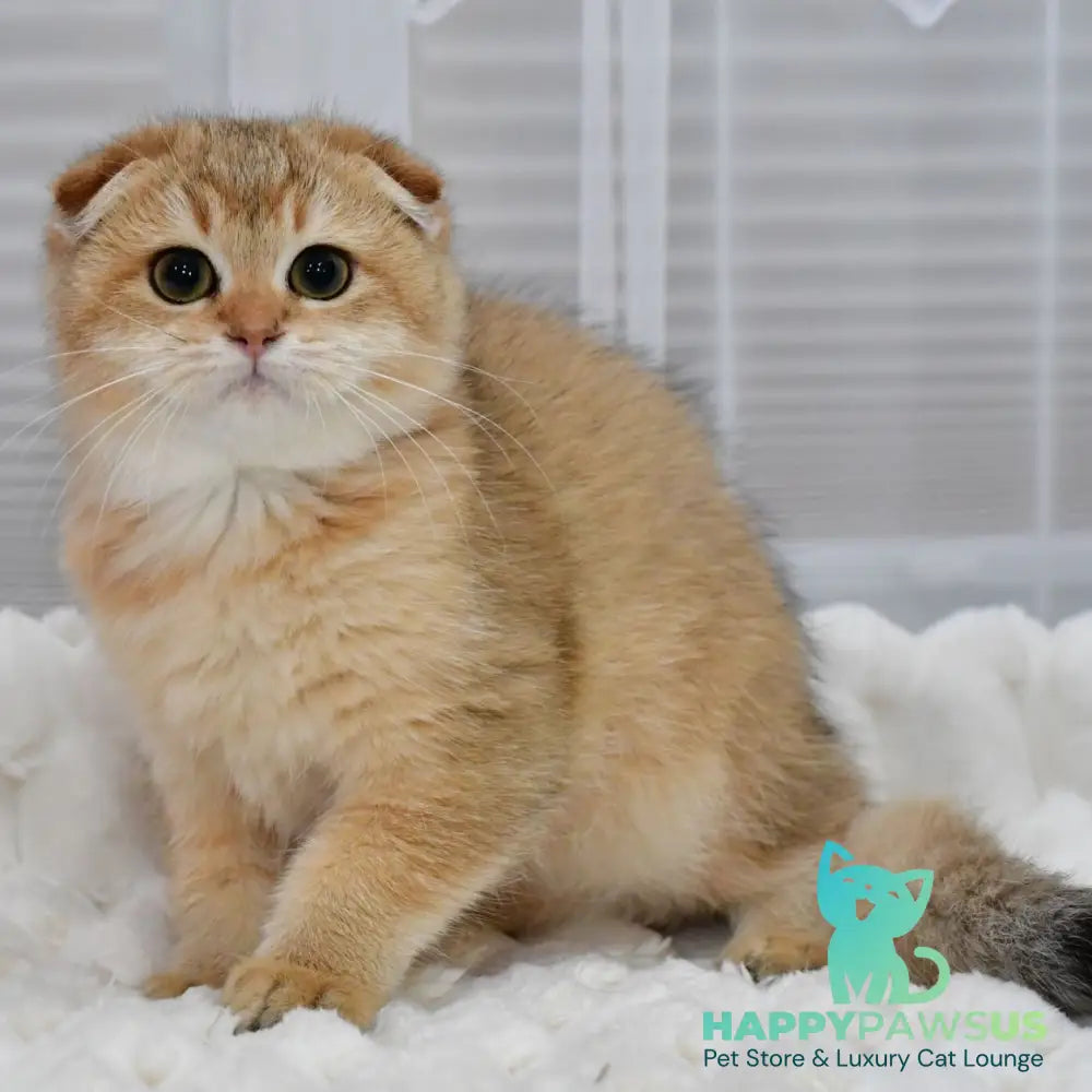 Maya Scottish Fold female black golden shaded - live animals