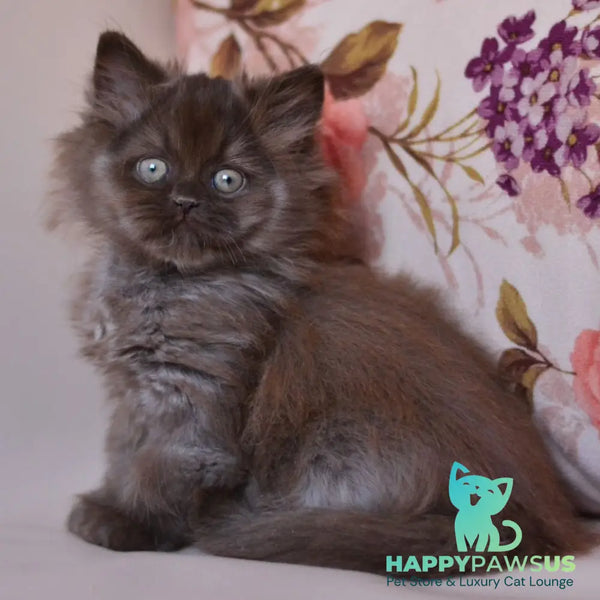 Maybach British Longhair male chocolate - live animals