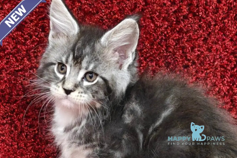 Maybach Maine Coon male black silver tabby with white live animals