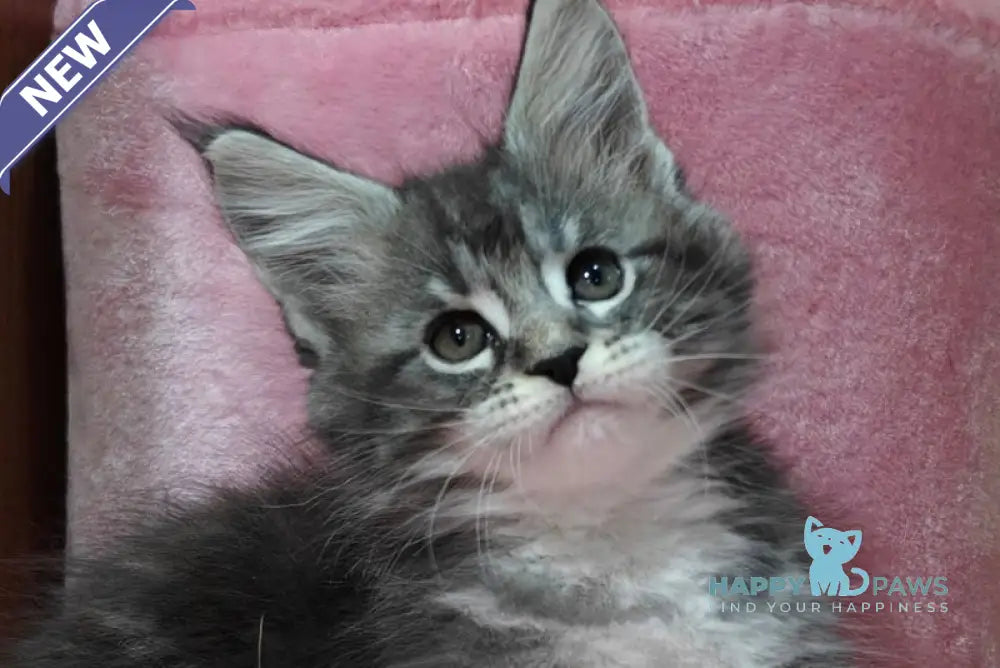 Maybach Maine Coon male black silver tabby with white live animals