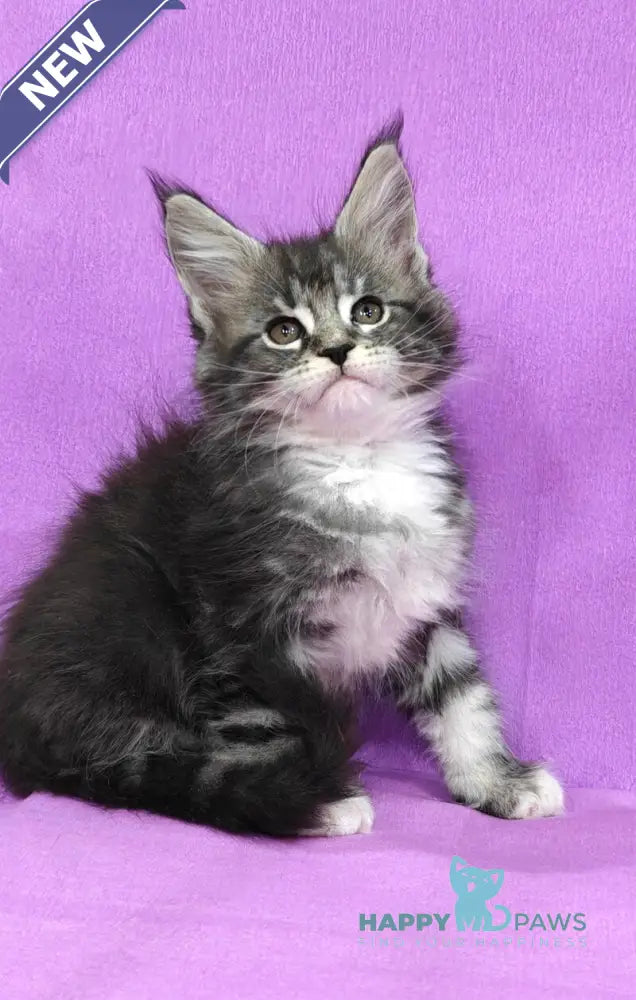Maybach Maine Coon male black silver tabby with white live animals