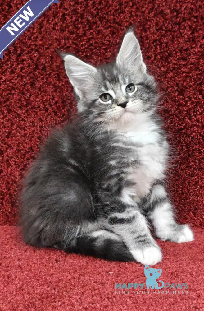 Maybach Maine Coon male black silver tabby with white live animals