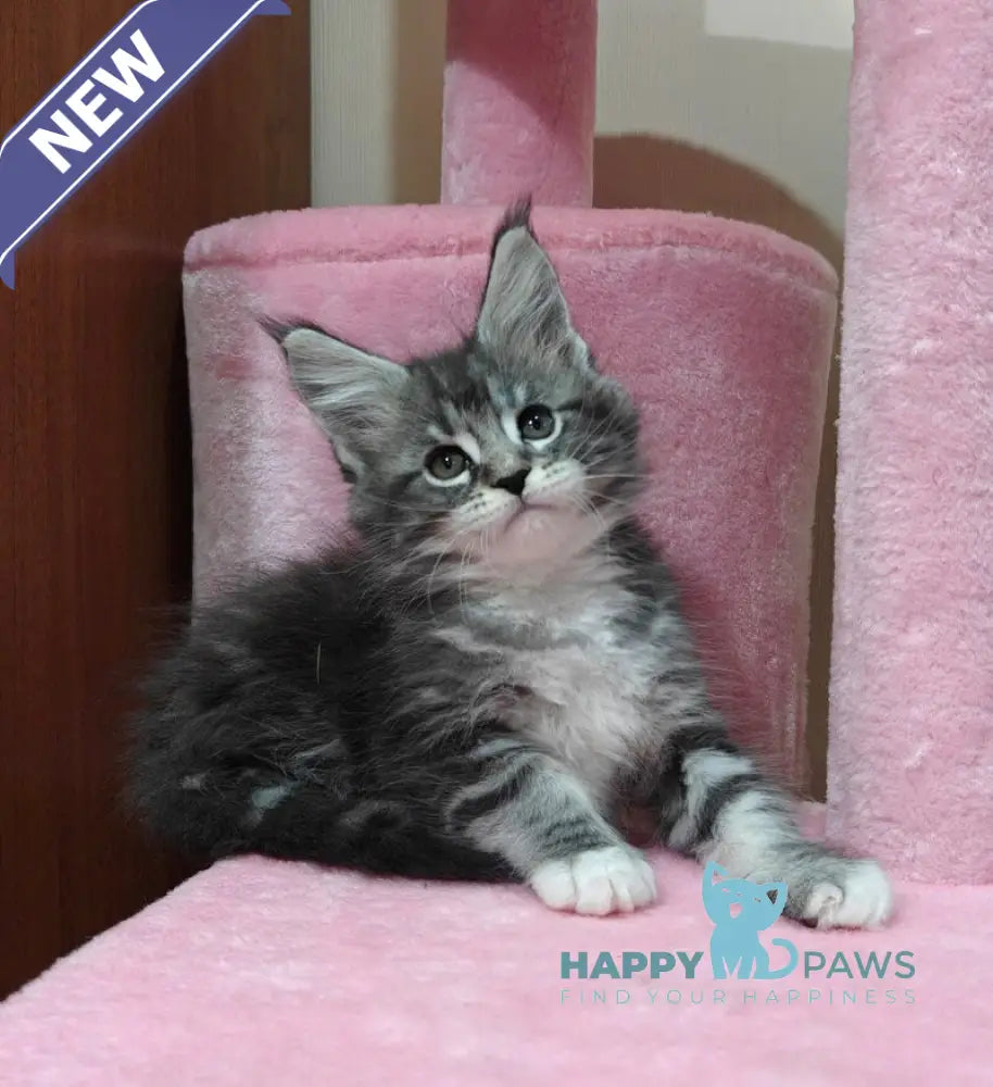 Maybach Maine Coon male black silver tabby with white live animals