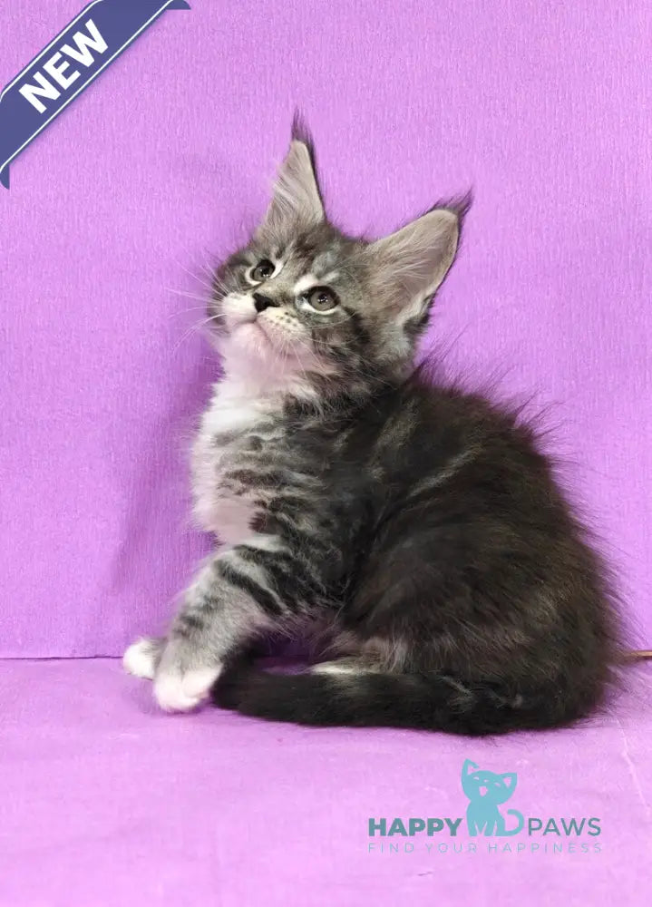 Maybach Maine Coon male black silver tabby with white live animals