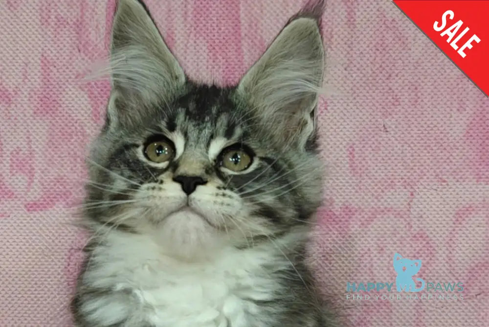 Maybach Maine Coon male black silver tabby with white live animals