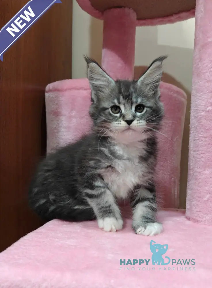 Maybach Maine Coon male black silver tabby with white live animals