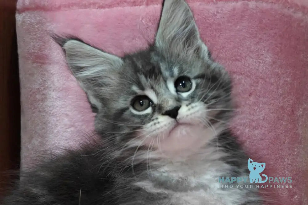 Maybach Maine Coon male black silver tabby with white live animals