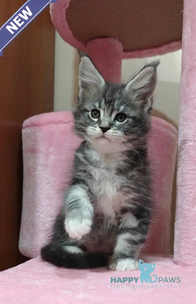 Maybach Maine Coon male black silver tabby with white live animals