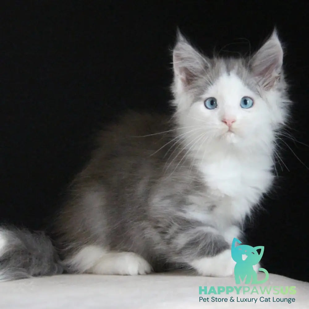 Mechta Maine Coon female blue tabby bicolour - live animals