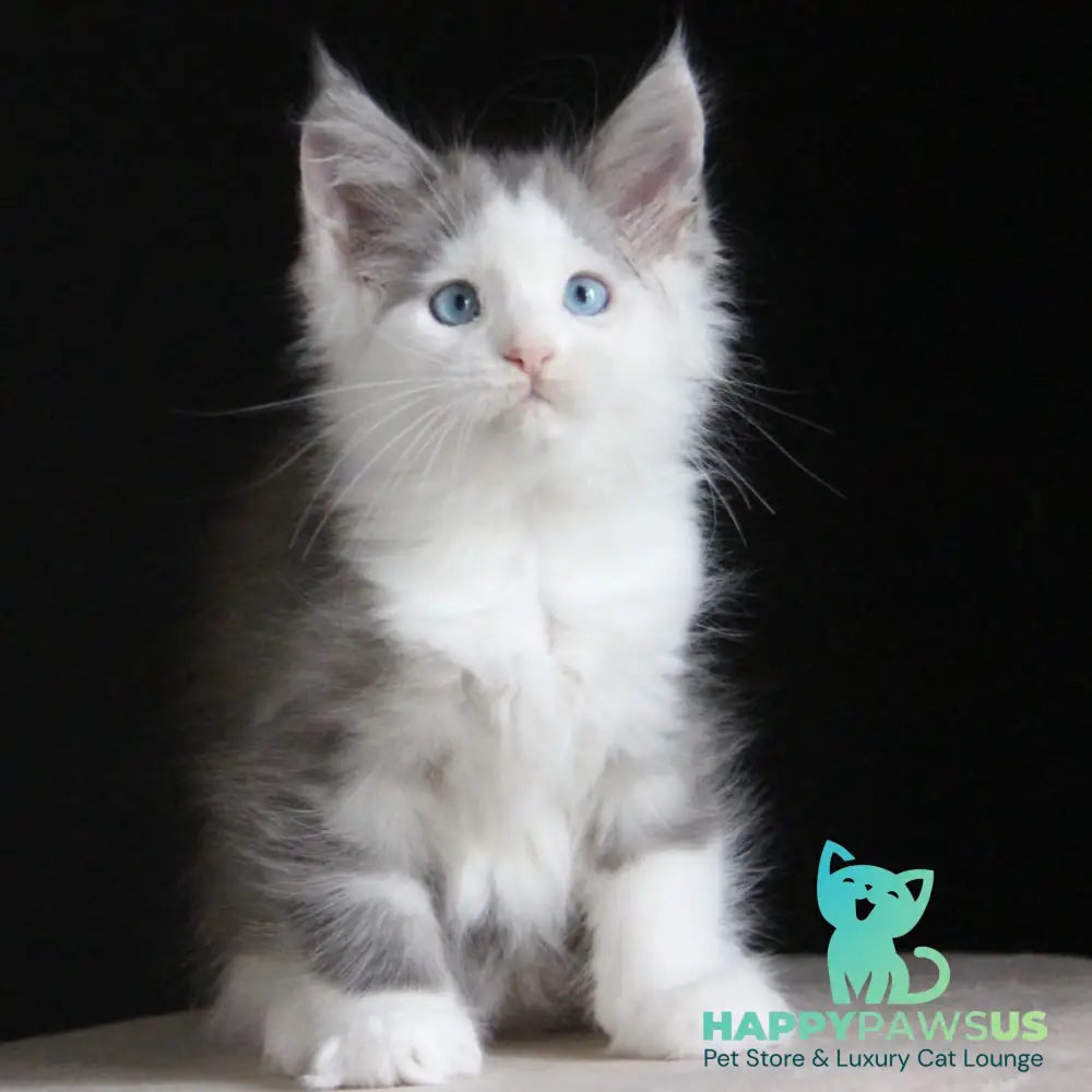 Mechta Maine Coon female blue tabby bicolour - live animals
