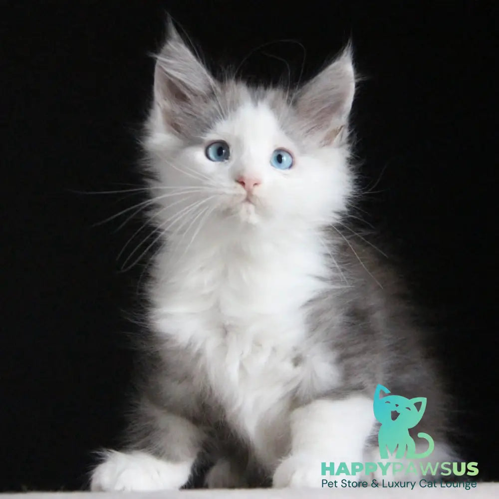 Mechta Maine Coon female blue tabby bicolour - live animals