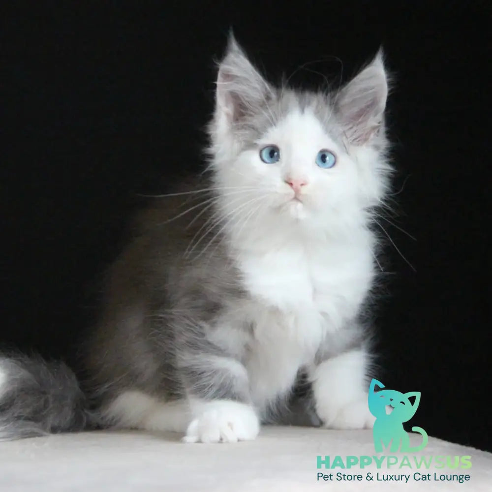 Mechta Maine Coon female blue tabby bicolour - live animals