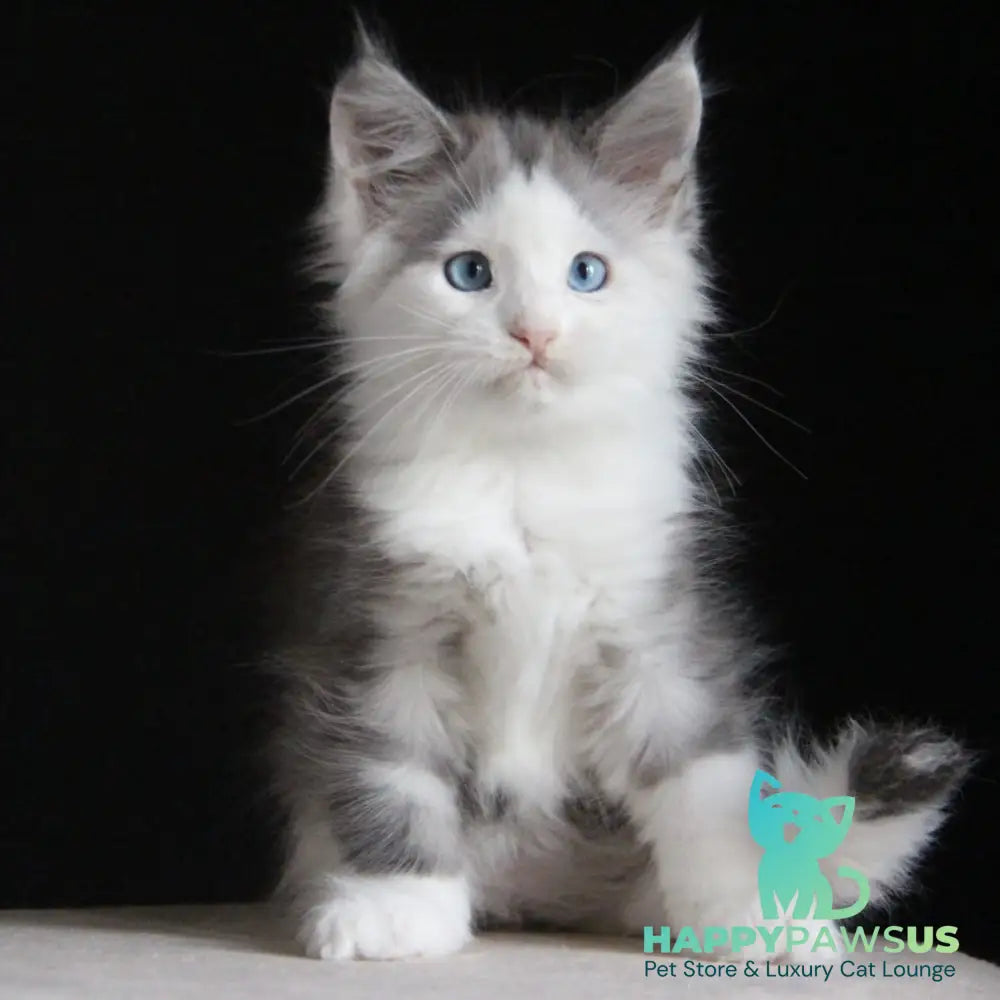 Mechta Maine Coon female blue tabby bicolour - live animals