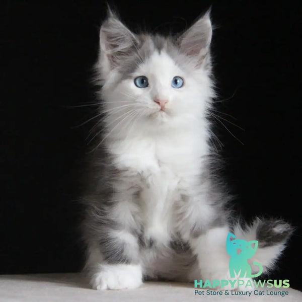 Mechta Maine Coon female blue tabby bicolour - live animals