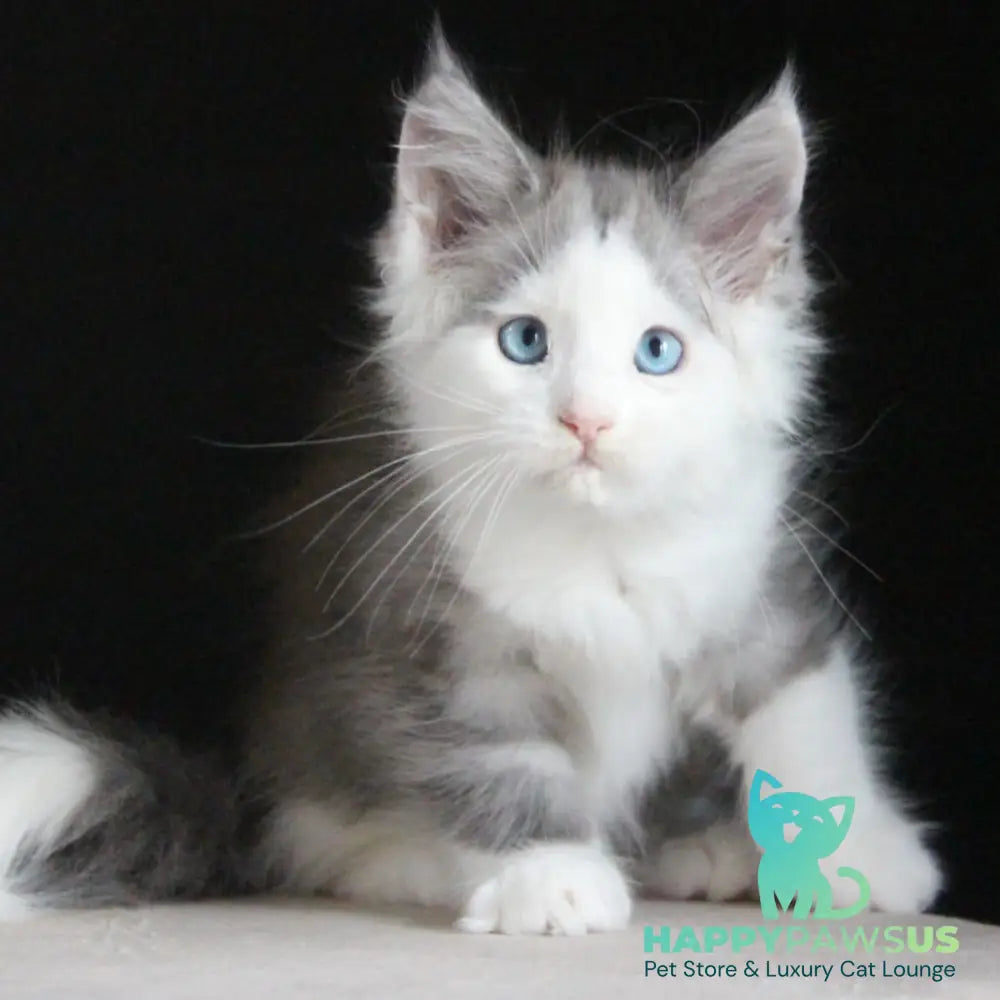 Mechta Maine Coon female blue tabby bicolour - live animals