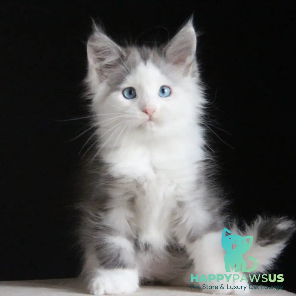 Mechta Maine Coon female blue tabby bicolour - live animals