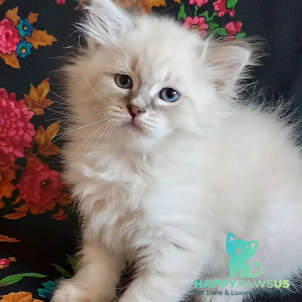 Medad Siberian male blue tabby pointed - live animals