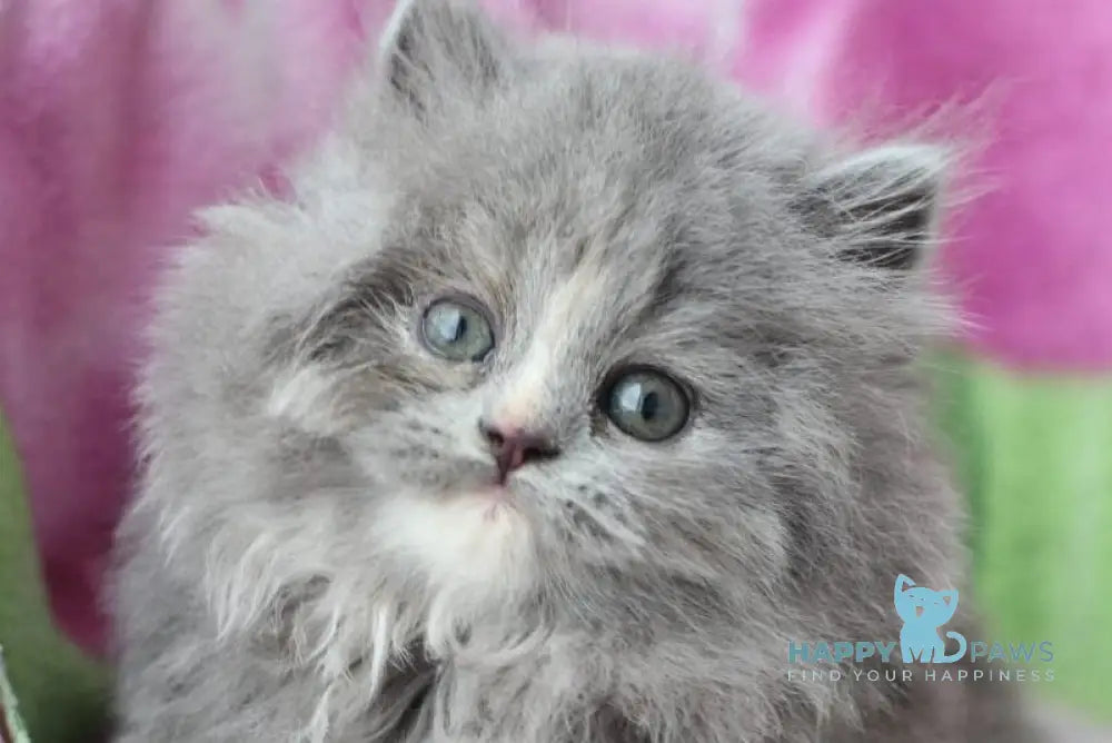 Medea British Longhair female blue live animals