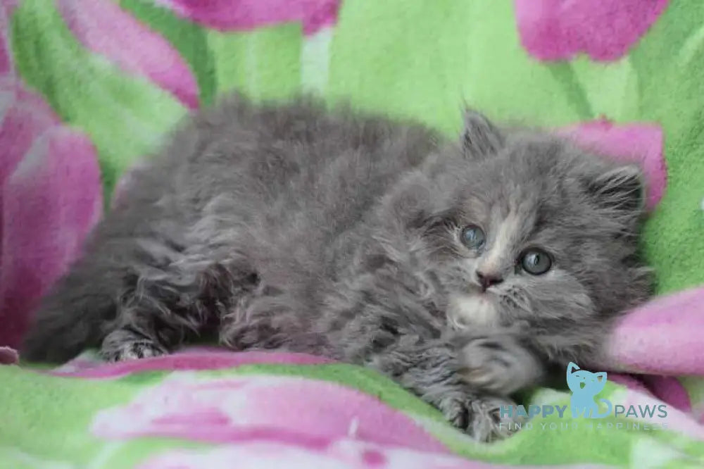 Medea British Longhair female blue live animals