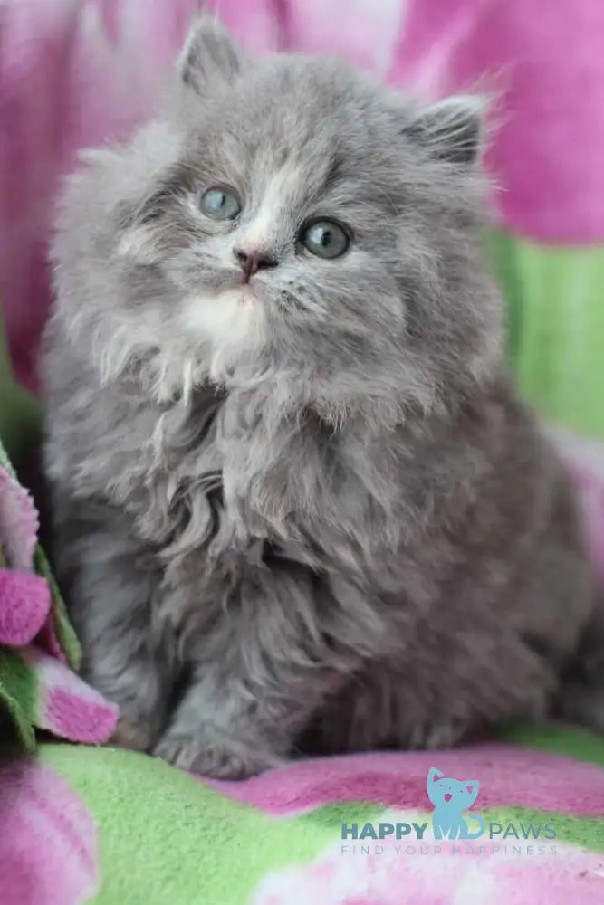 Medea British Longhair female blue live animals