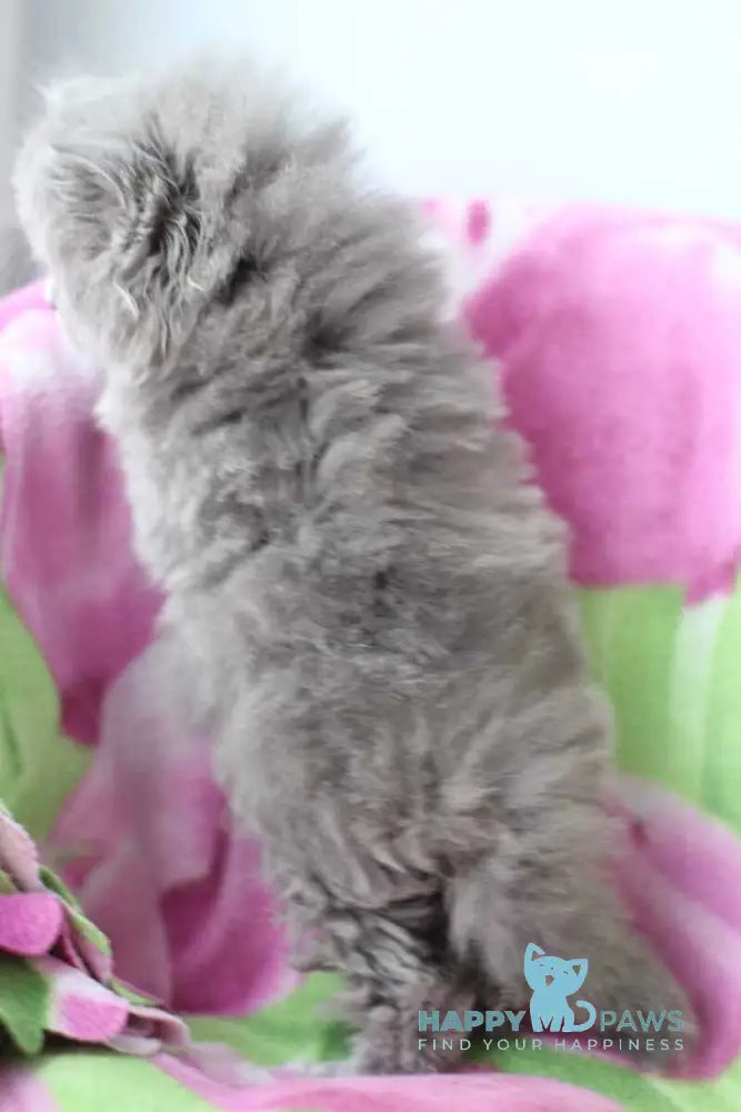 Medea British Longhair female blue live animals