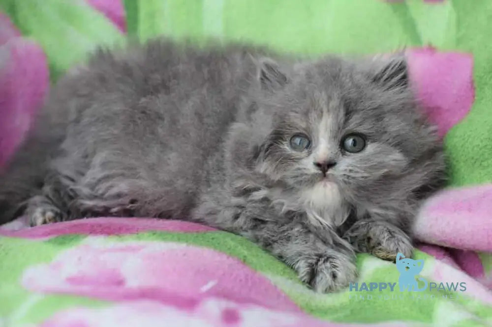Medea British Longhair female blue live animals
