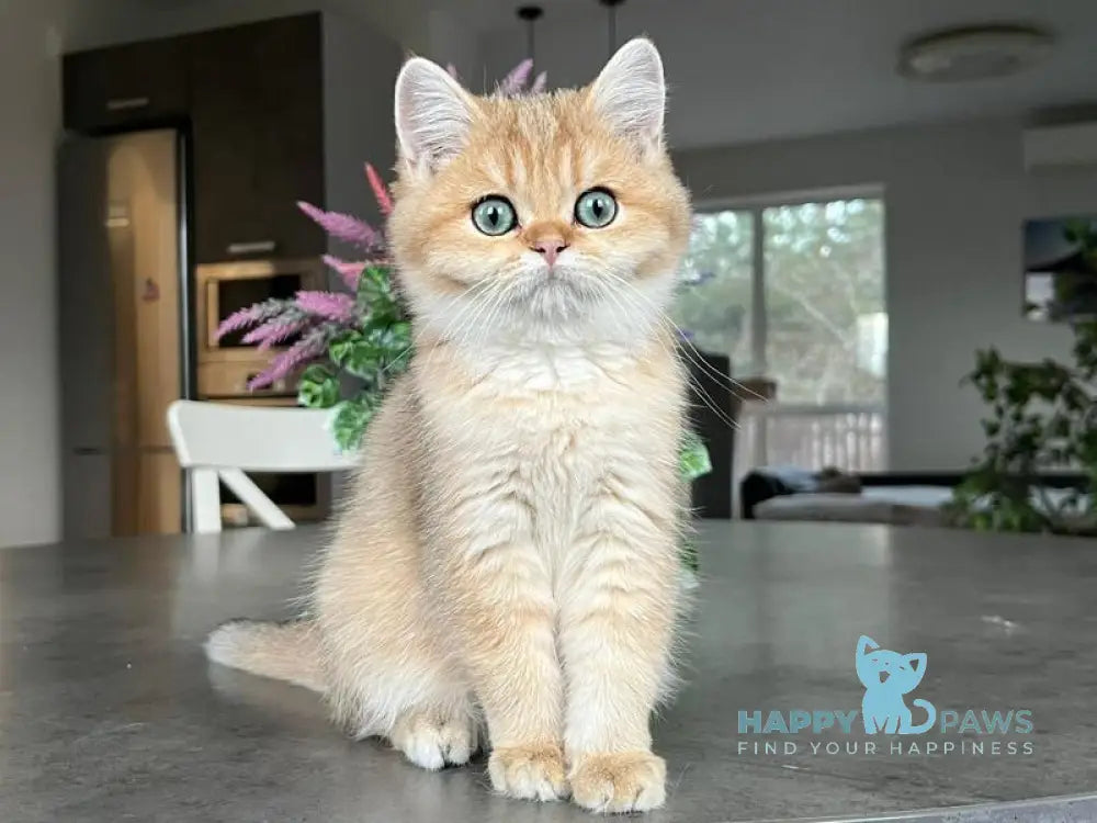 Megan British Shorthair male black golden shaded live animals